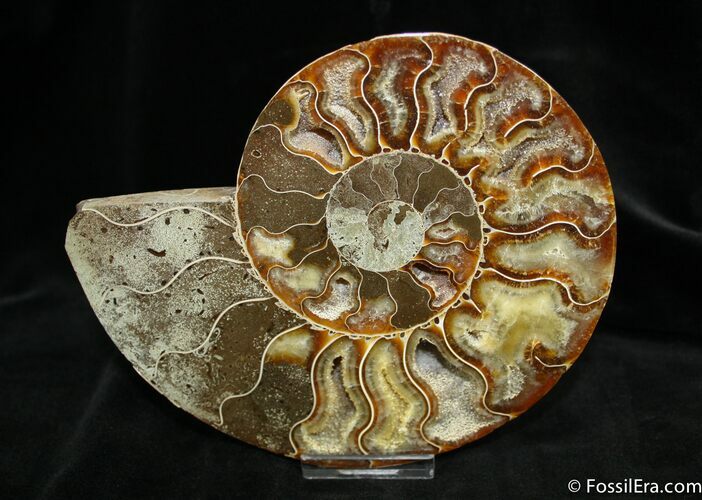 Large Inch Cleoniceras Ammonite (Half) #1293